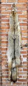 Montana Taxidermy Coyote Pelt Hide