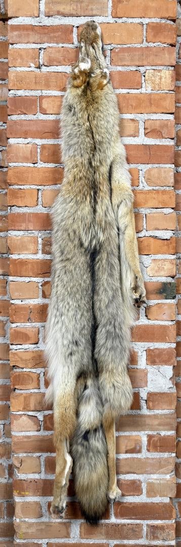 Montana Taxidermy Coyote Pelt Hide: 61 3/4" long.