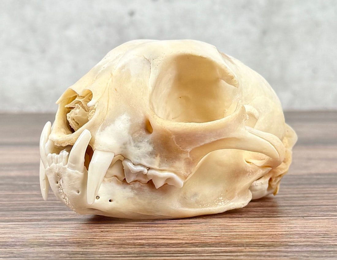 Montana Taxidermy Bobcat Skull: 4 1/2" by 3 1/4" by 2 3/8".