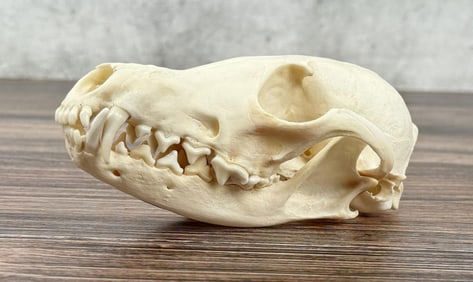 Montana Taxidermy Fox Skull