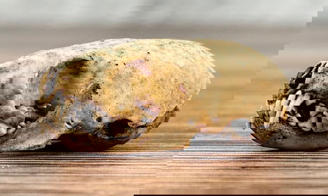 Montana Taxidermy Mink Skull