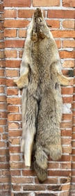 Montana Taxidermy Coyote Pelt Hide