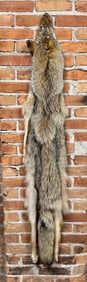 Montana Taxidermy Coyote Pelt Hide
