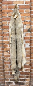 Montana Taxidermy Coyote Pelt Hide