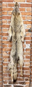 Montana Taxidermy Coyote Pelt Hide
