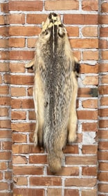 Montana Taxidermy Badger Fur Hide Pelt