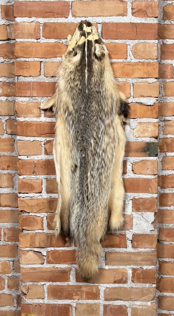 Montana Taxidermy Badger Fur Hide Pelt: 37 1/2" long by 18 1/2" wide.