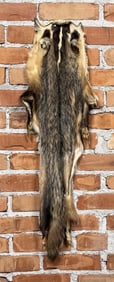 Montana Taxidermy Badger Fur Hide Pelt