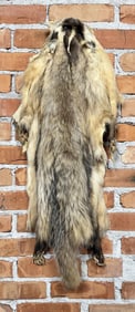 Montana Taxidermy Badger Fur Hide Pelt