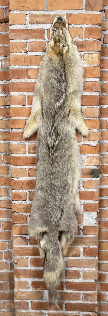 Montana Taxidermy Coyote Pelt Hide: 66 1/2" long.