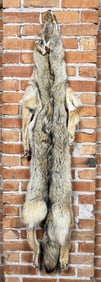 Montana Taxidermy Coyote Pelt Hide