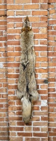 Montana Taxidermy Coyote Pelt Hide
