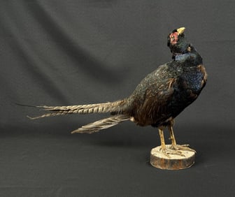 Full Body Idaho Taxidermy Pheasant