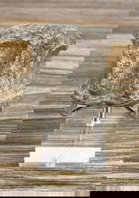 Fossil Dinosaur Vertebrae