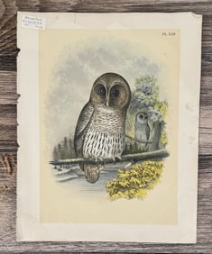 Jacob Henry Studer Barred Owl Lithograph