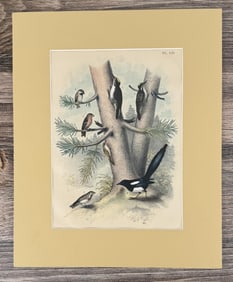 Jacob H. Studer Ornithology Lithograph