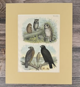 Jacob H. Studer Ornithology Lithograph