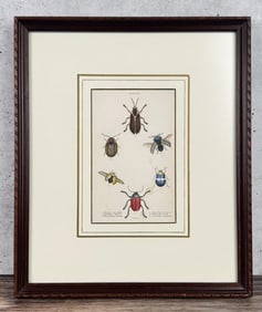 1835 Hand Colored Steel Engraving Of Beetles
