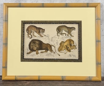 Oliver Goldsmith Hand Colored Big Cats Lithograph