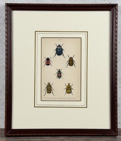 1835 Hand Colored Steel Engraving Of Beetles