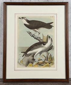 1878 Theodore Jasper The Fish Hawk Lithograph