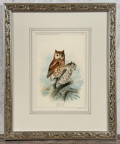 1888 Screech Owl Lithograph