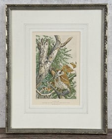 Louis Agassiz Fuertes Screech Owl Lithograph