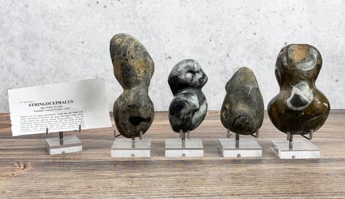 Group Of Stringocephalus Fossils