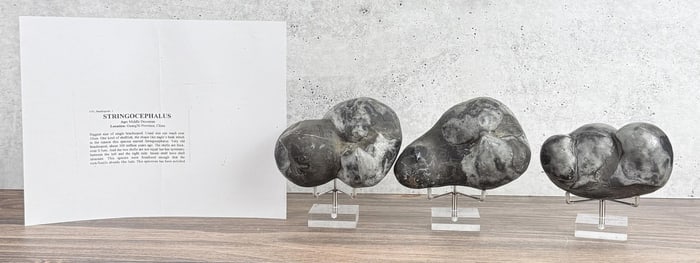 Group Of Stringocephalus Fossils