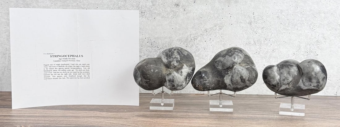 Group Of Stringocephalus Fossils: Three total. Combined weight 7 lbs 6 ozs.