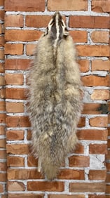Montana Taxidermy Badger Fur Hide Pelt