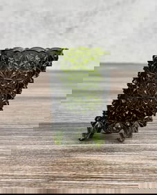 Fenton Glass Daisy & Button Toothpick Holder