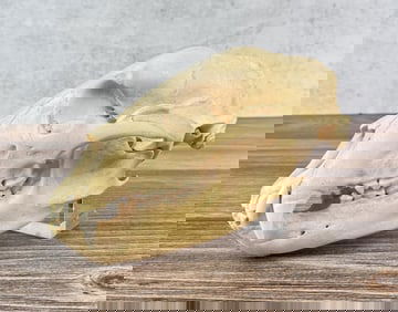 Taxidermy Montana Black Bear Skull