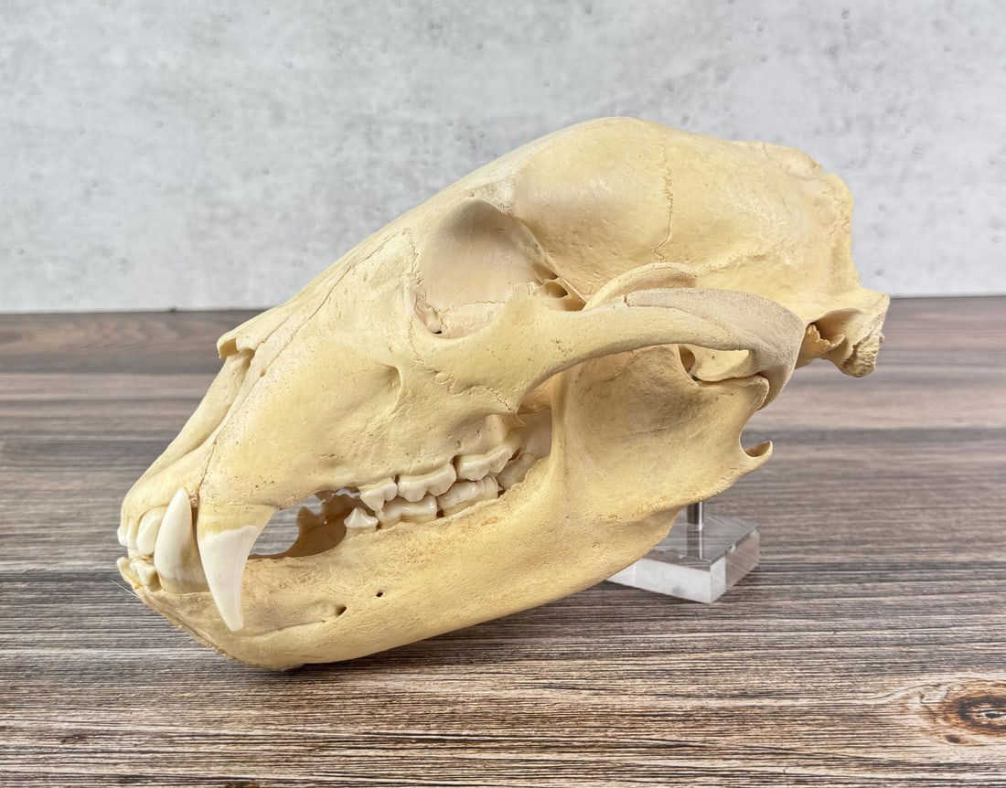 Taxidermy Montana Black Bear Skull (1 of 7)