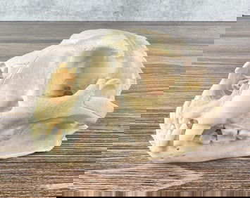 Taxidermy Montana Mountain Lion Skull