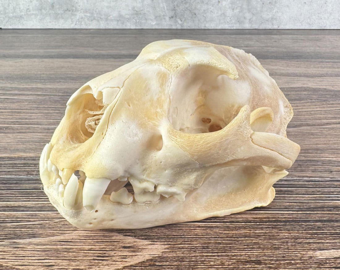 Taxidermy Montana Mountain Lion Skull (1 of 8)