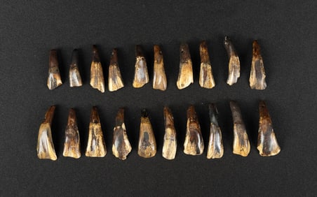 Lot of 20 Fossilized Buffalo Teeth