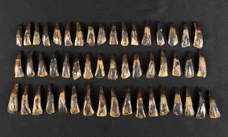 Lot of 50 Fossilized Buffalo Teeth