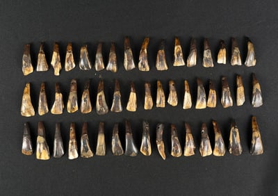 Lot of 50 Fossilized Buffalo Teeth