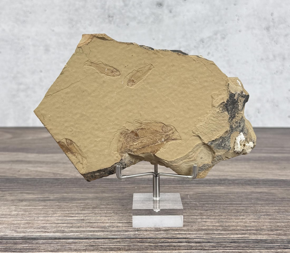 Knightia eocaena Green River Fish Fossil: 7 1/8" by 4 3/4"