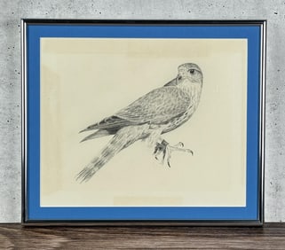 Peregrine Falcon Drawing