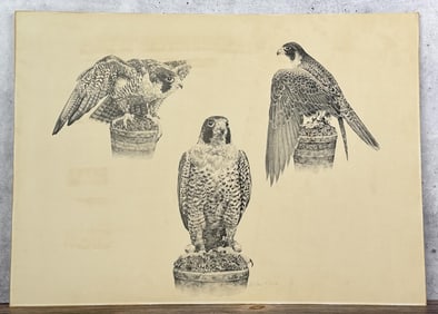 Robert Katona Falcon Print