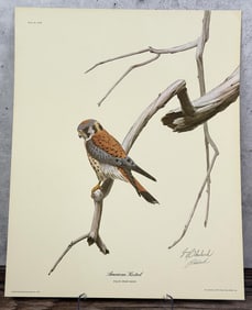 Guy Coheleach American Kestrel Print