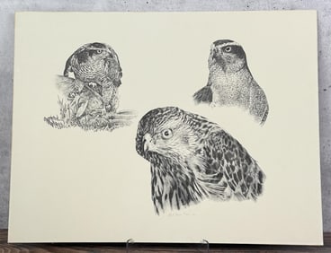 Robert Katona Falcon Print