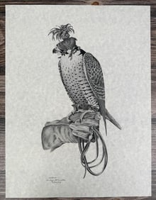 Hooded Falcon Print