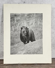 Fred E. Mang Grizzly Bear Photo