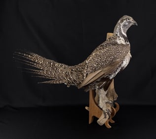 Montana Sharptail Grouse Taxidermy Mount