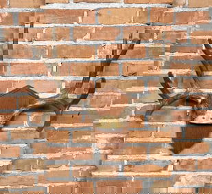 Montana Taxidermy Mule Deer Horns