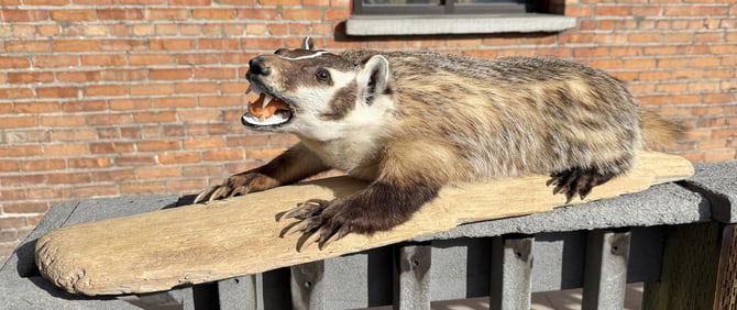 Montana Taxidermy Fully Body Badger Mount