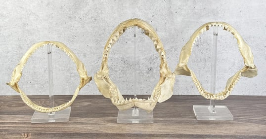 Taxidermy Bull Shark Jaws